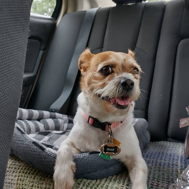 Duke's profile picture